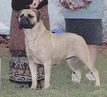 LEATHERNECK ISABELLE OF THE BALL 1