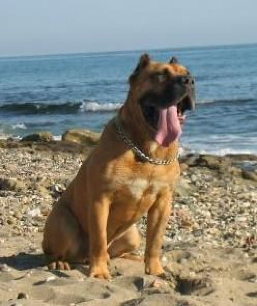 BRUTUS 1