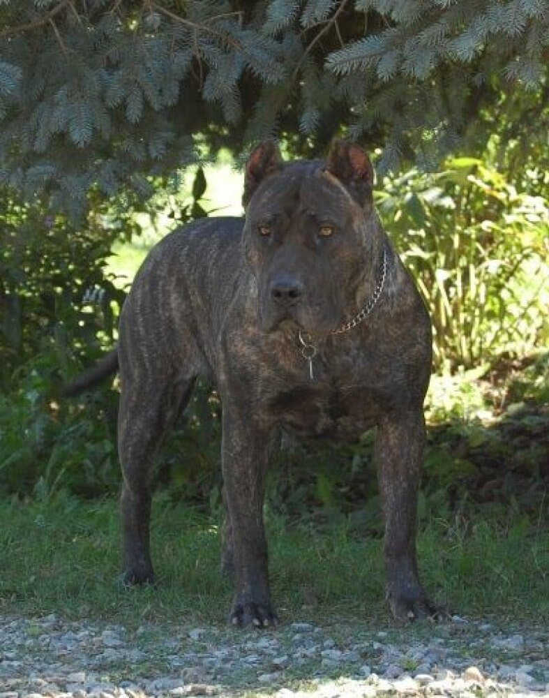 D&G'S DAKOTA (IZZY) 1