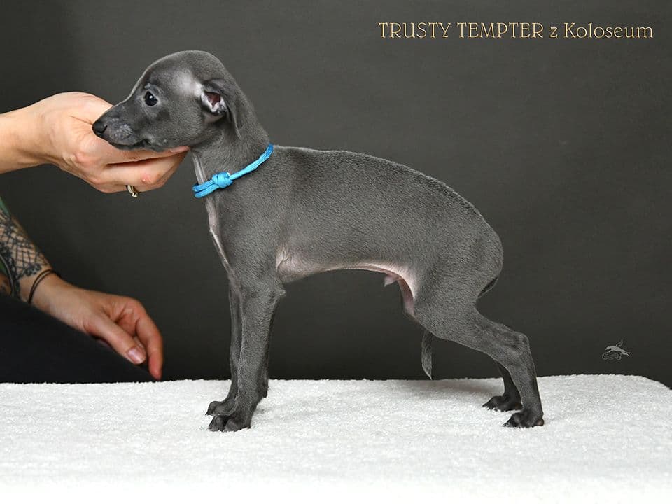 Trusty Tempter z Koloseum 1