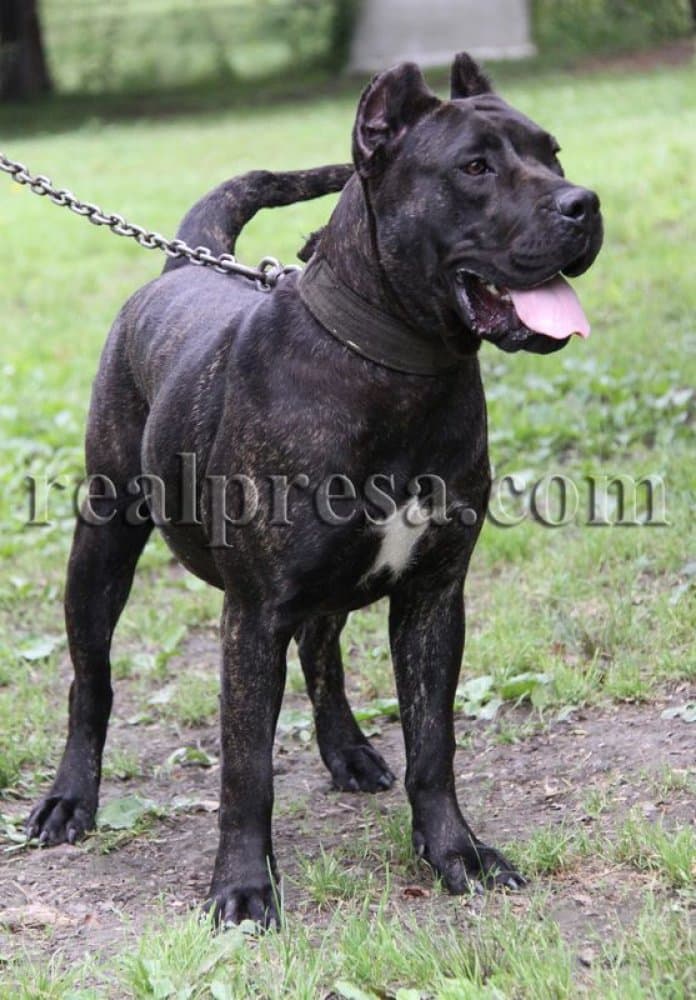 SARABI DE CABEZA GRANDE 1