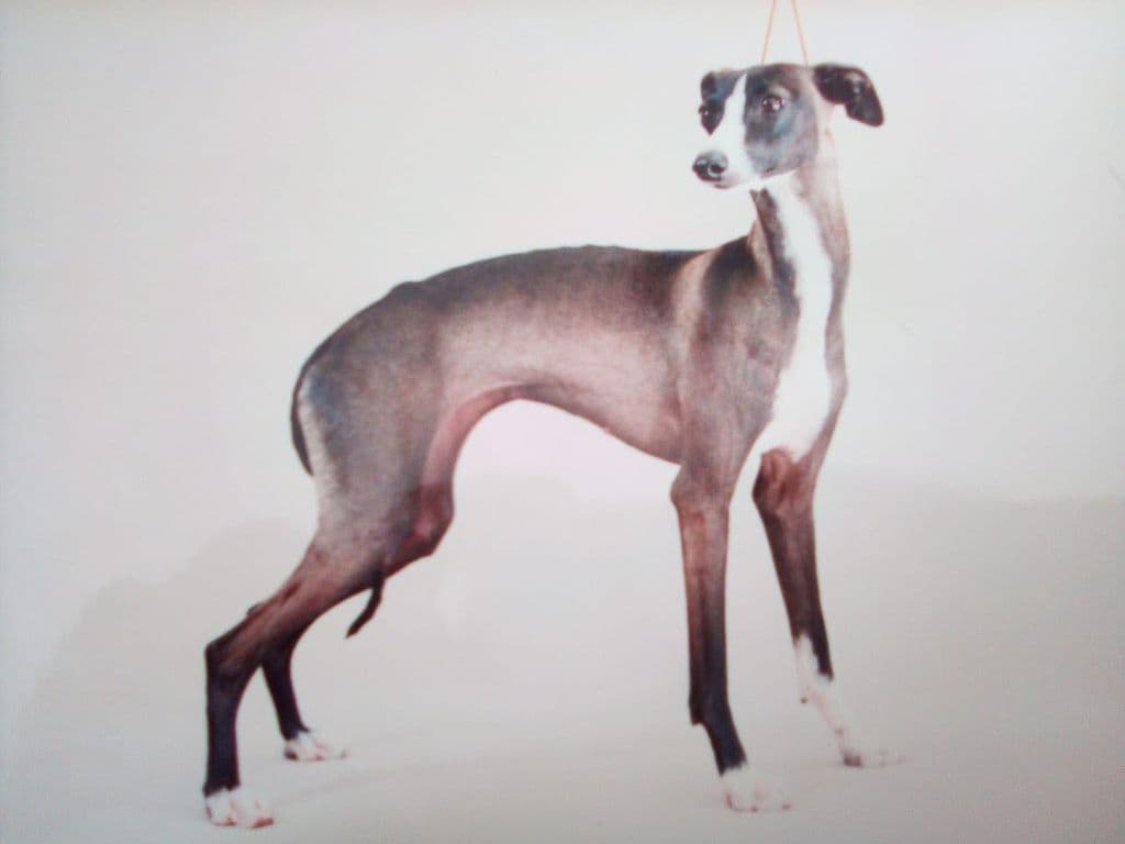 Romari Dominica 1