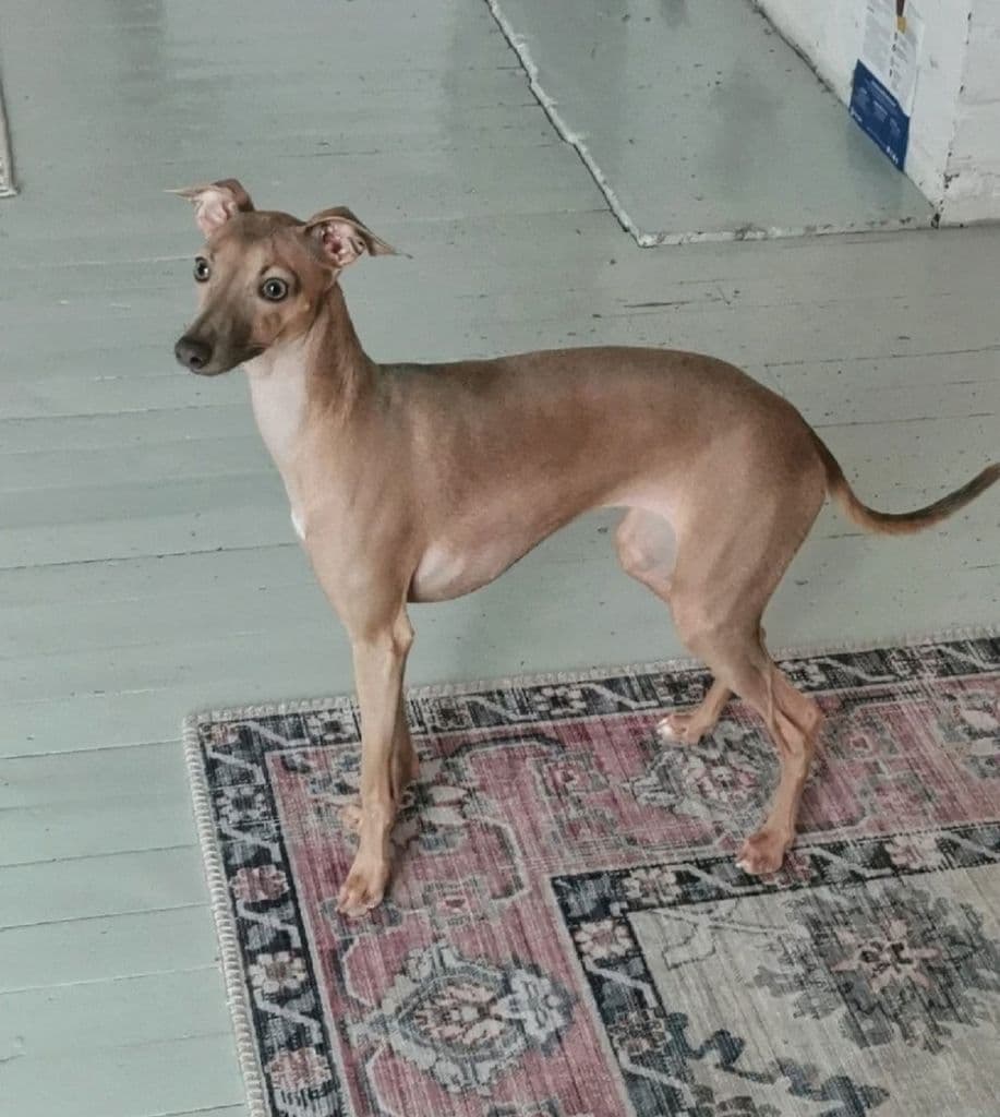 Tarumetsän Kesätuulen Ihana Kosketus 1