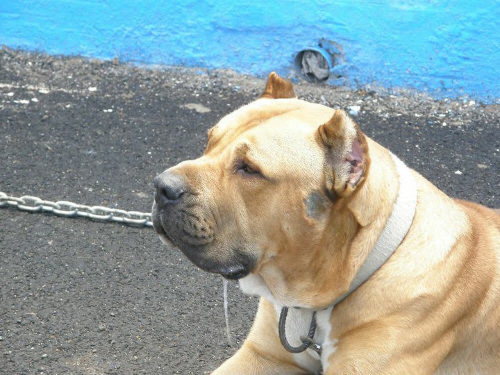 RUBIO DE PERRO DE LA TIERRA 1