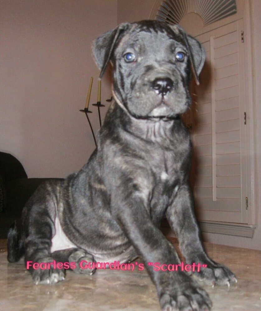 FEARLESS GUARDIAN'S SCARLETT 1