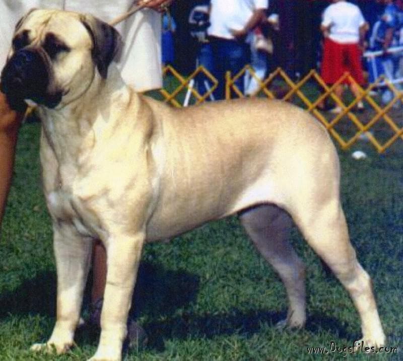 TRI IVORY SNICKERS