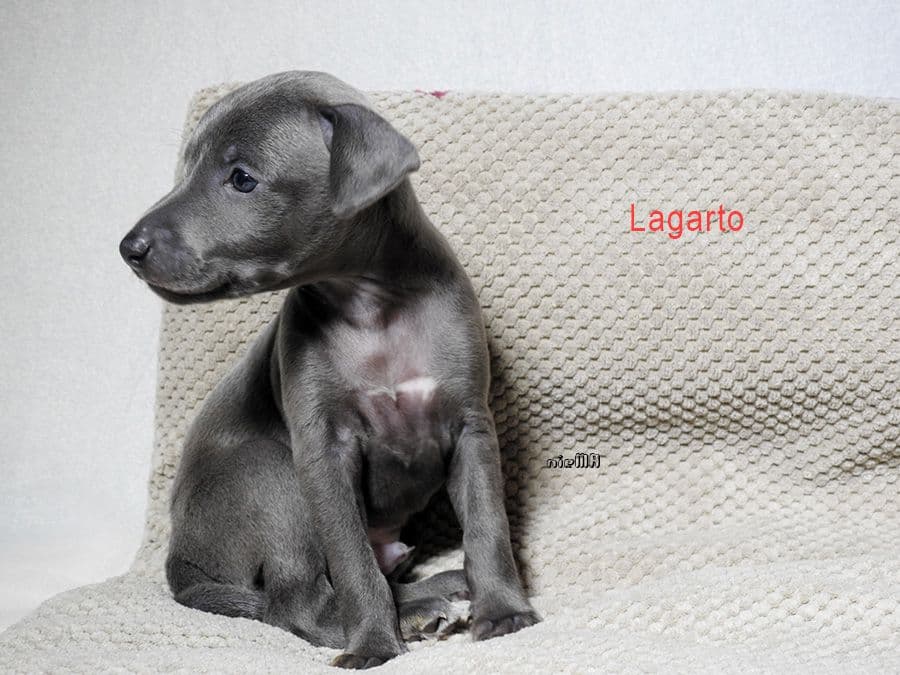 Lagarto Dogoteka FCI 1