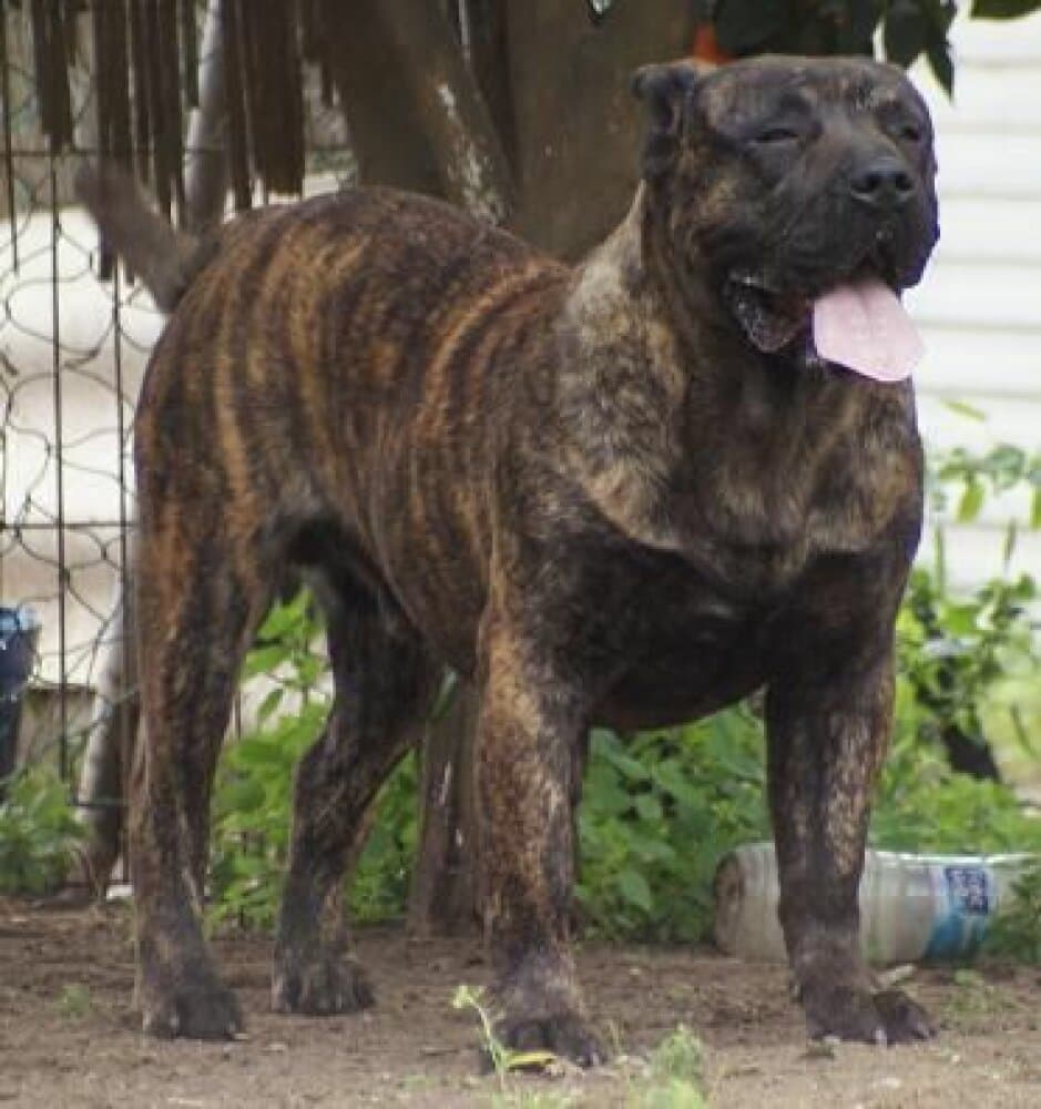 BOLT DE BARNACAN BULL 1