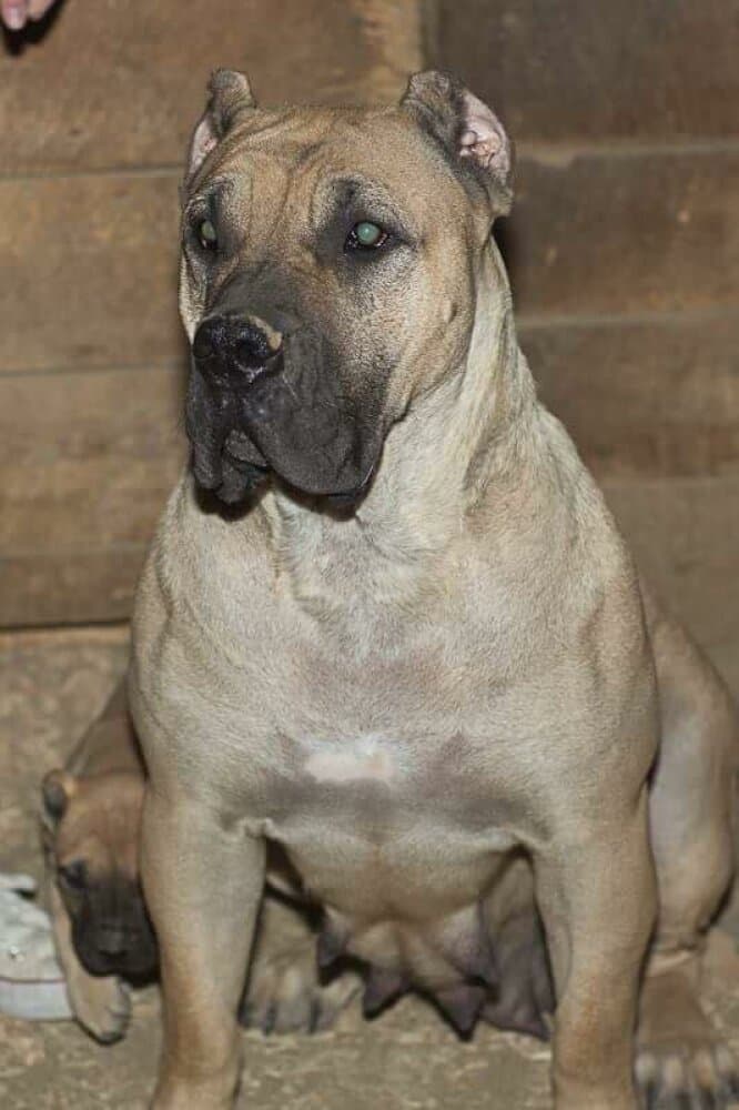 JUNO DE CANARIAN BULL 1