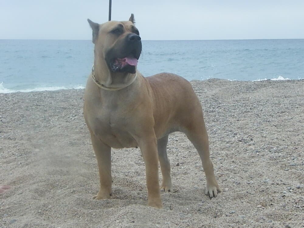 SALAMERA DE GUADALCAN 1