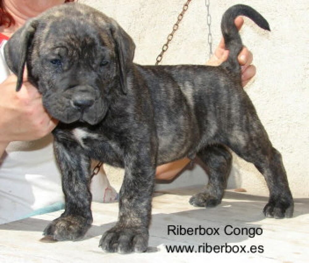 CONGO DE RIBERBOX 1