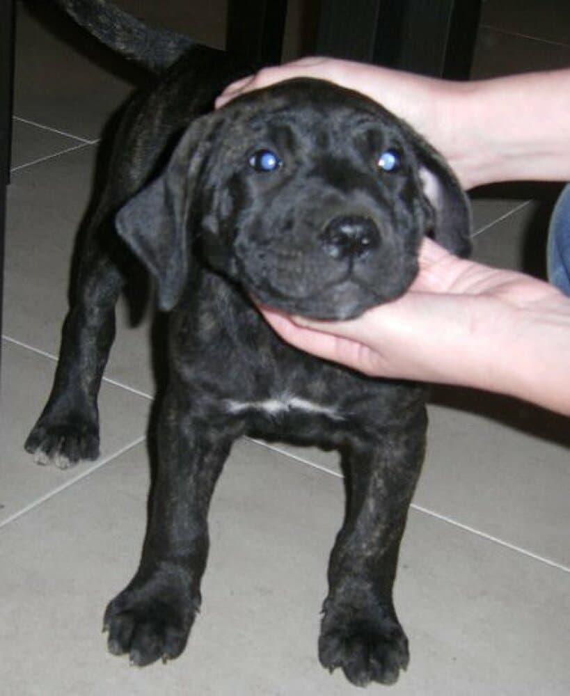 HERMIONE DE PERRO DE LA TIERRA 1