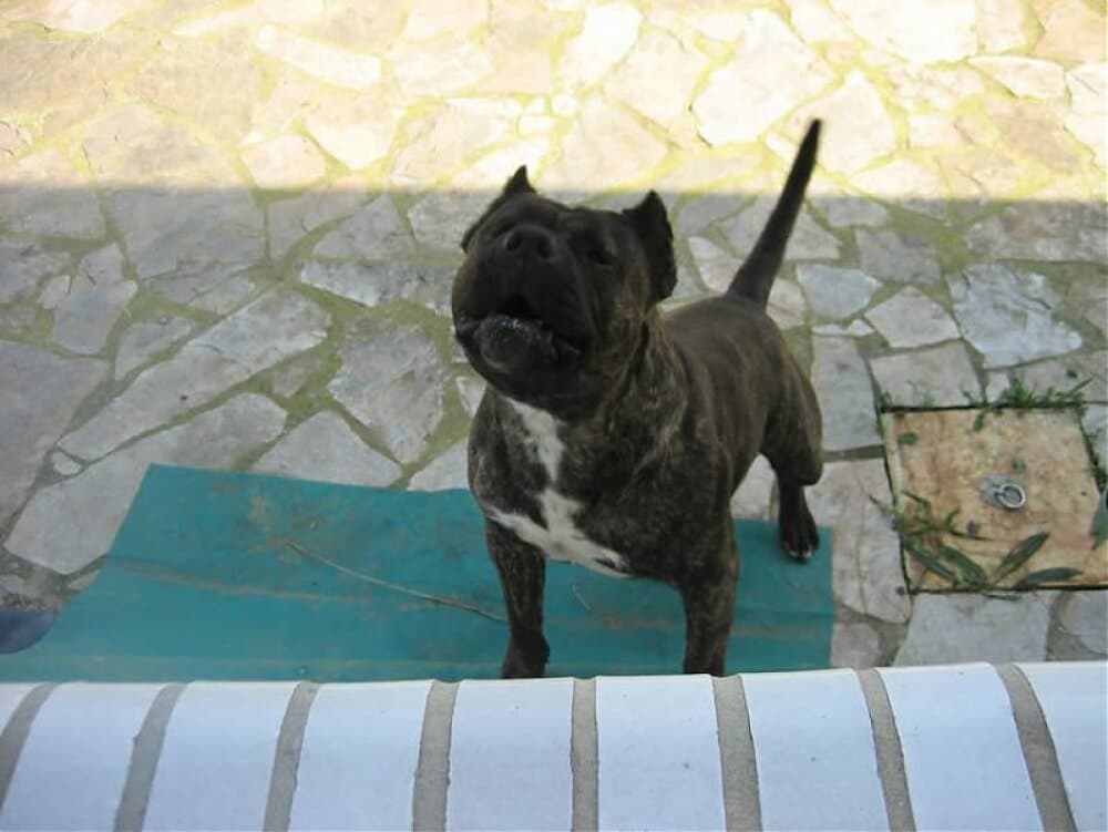NERON DE LOS DOS SOLES 1