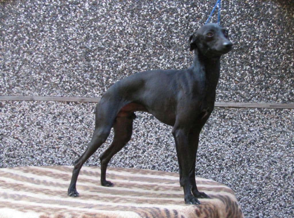 César Du Domaine De Chanteloup 1