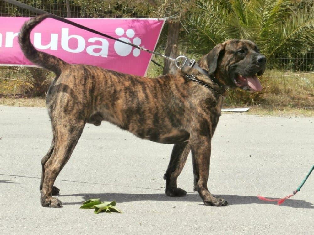 KENTAYROS DI DRAGO CANARIO 1