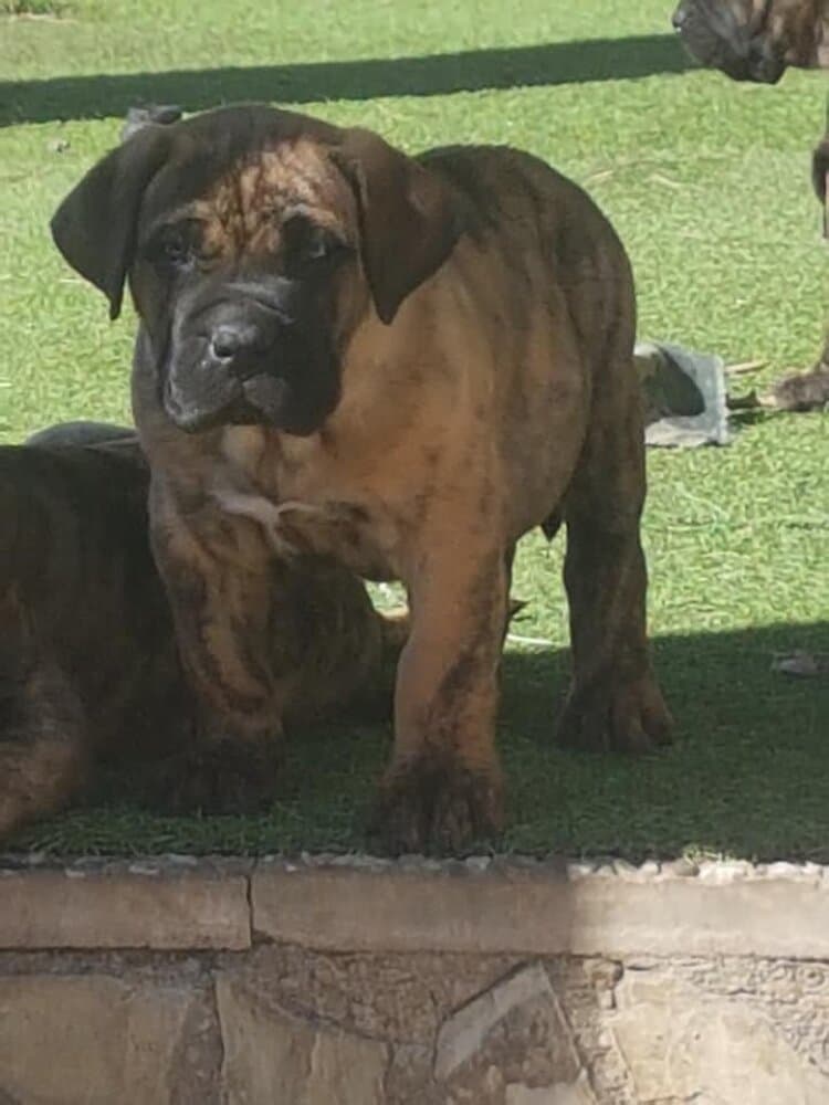 CHOLO DE GOJICAN ROSALES 1