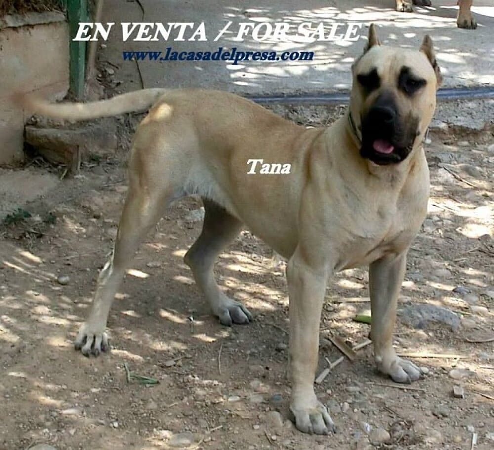 TANA DE CASA DEL PRESA 1