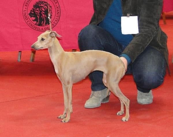 Gucci Velluta Du Domaine De Chanteloup 1