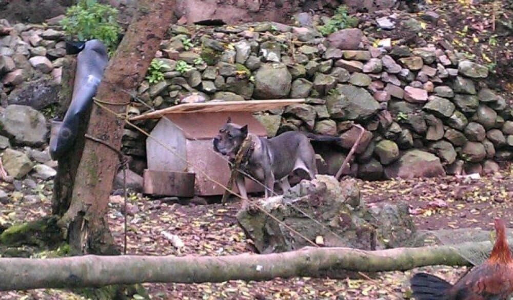 TROYA DE PERRO DE LA TIERRA 1