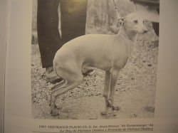Vertragus Flavio 1