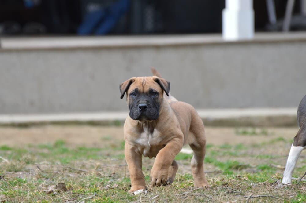 INDIGO DEVIL'S BONE KENNEL 1