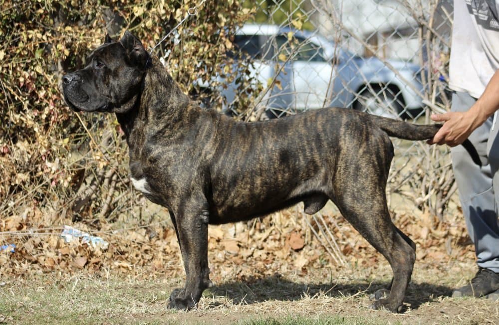 CROWN PRESAS ODIE 1