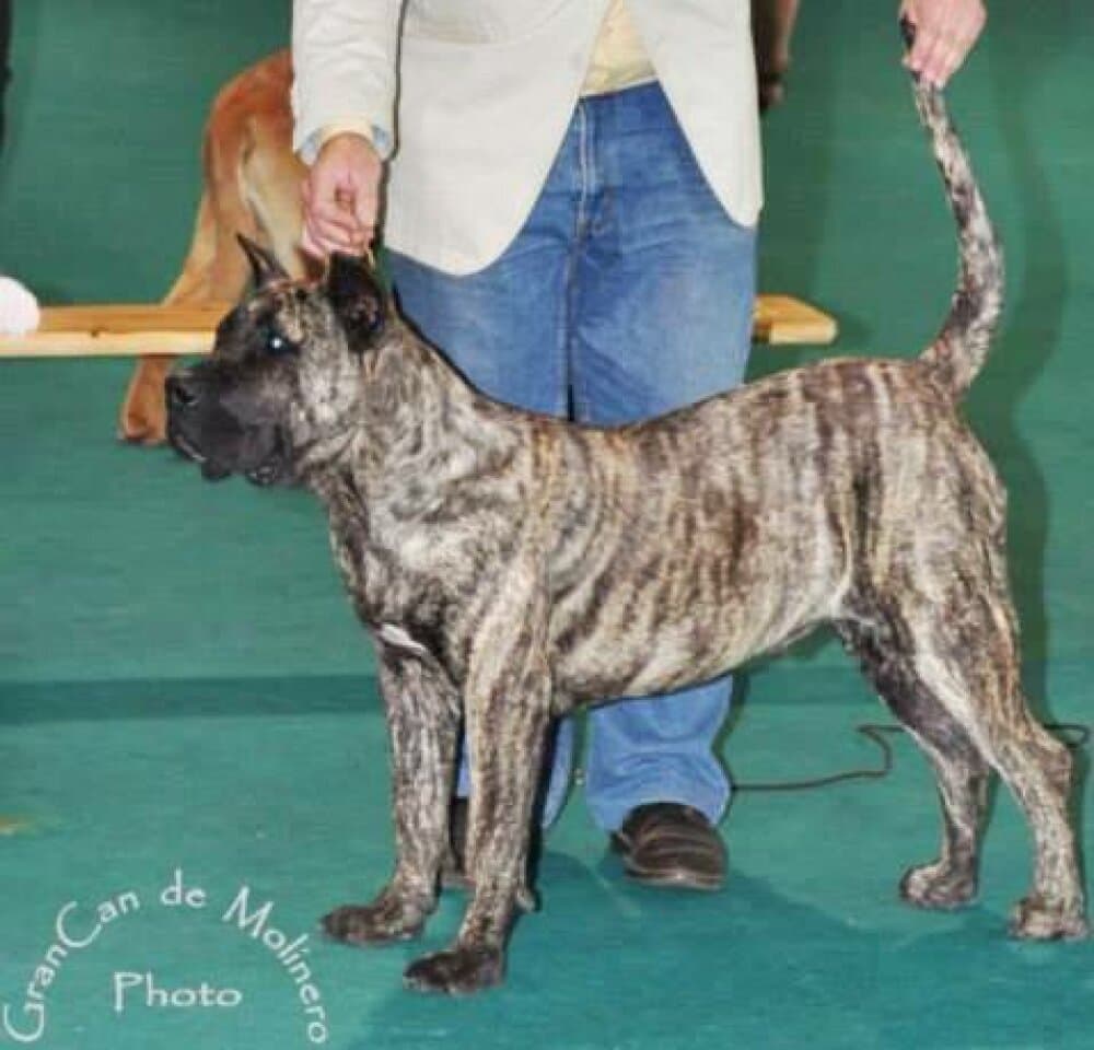 DIABLO DE GUADALCAN 1