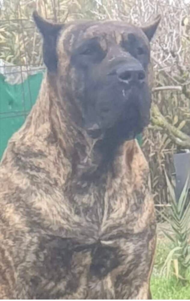 NARCO DE GOJICAN ROSALES 1
