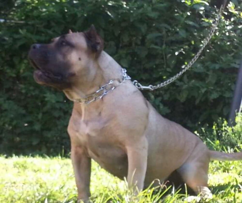 ATHENA DE CORDOGCAN 1
