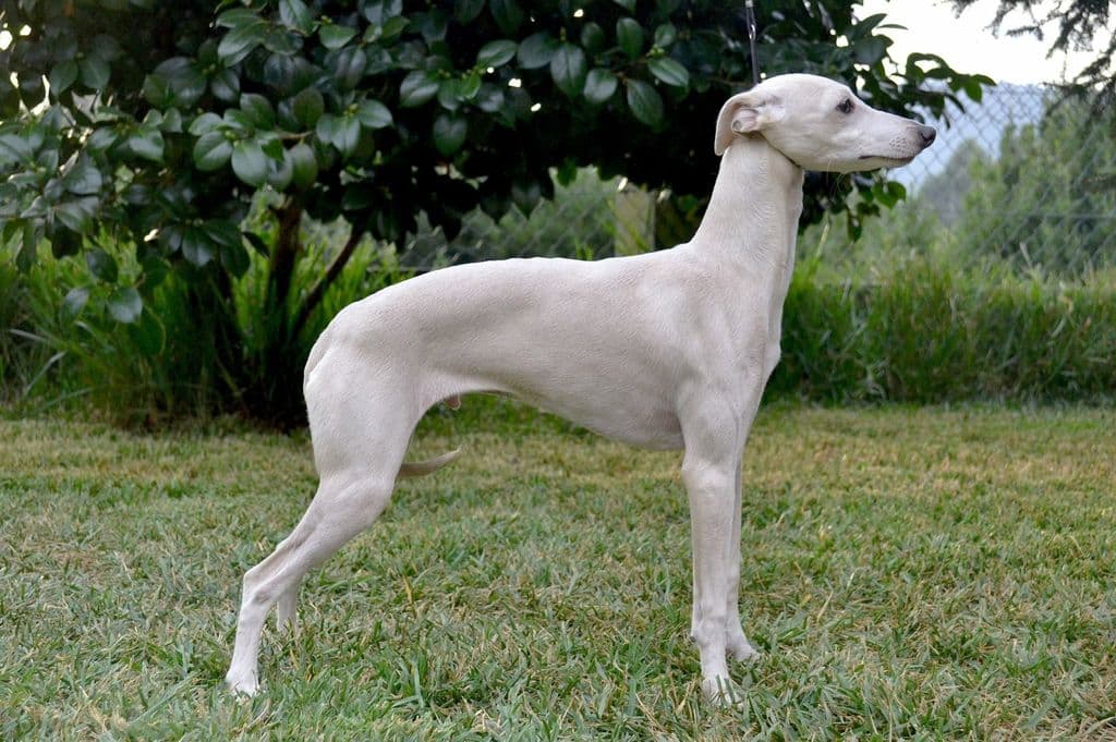 Martini Bianco De Marchese Del Biscione 1