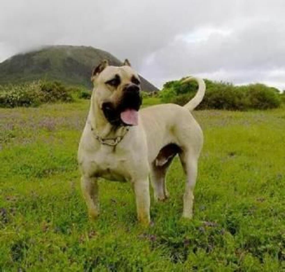 DANKO DE LA ISLA DE LOS VOLCANES 1