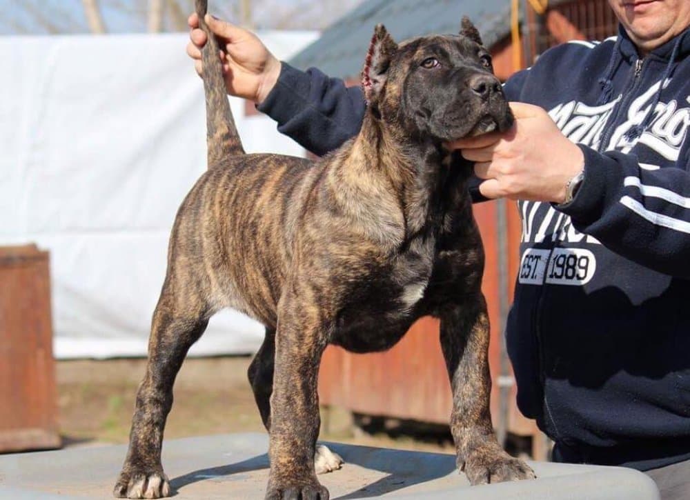 BOSS BULL CANARIO ZUMBA 1