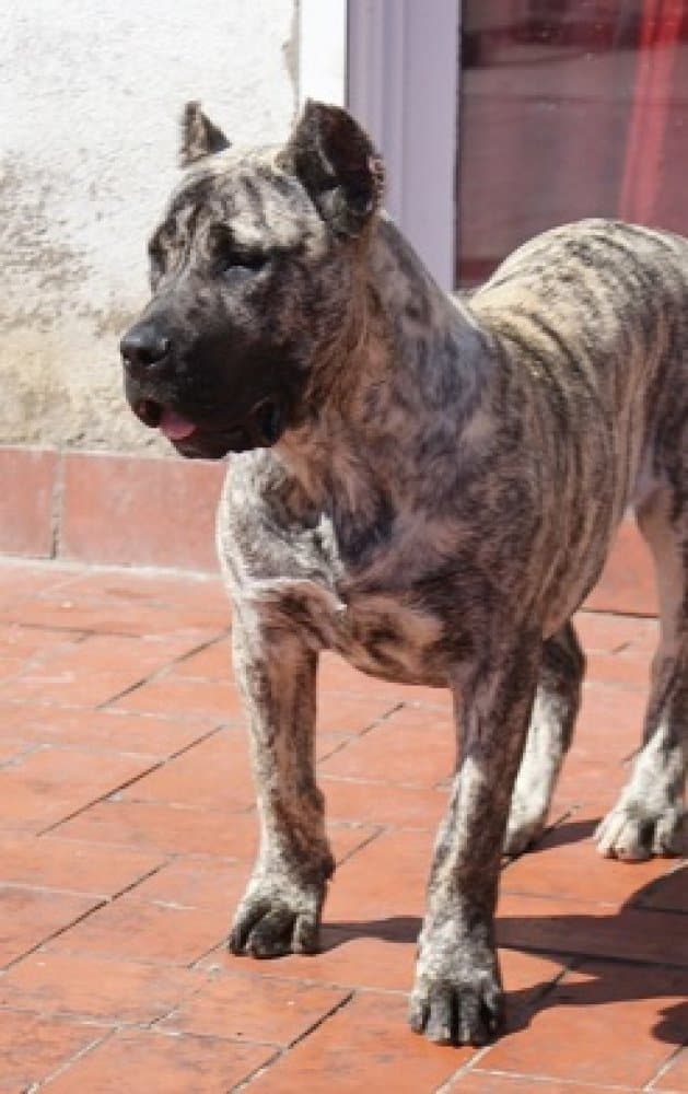 AROMA DE BARNACAN BULL 1