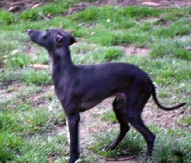 Parisurlavenirpourlesbrumes 1