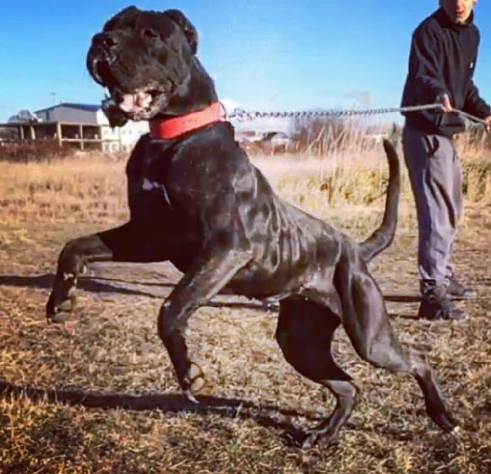 MORENITA DE PERRO DE PRESA BECERRIL 1