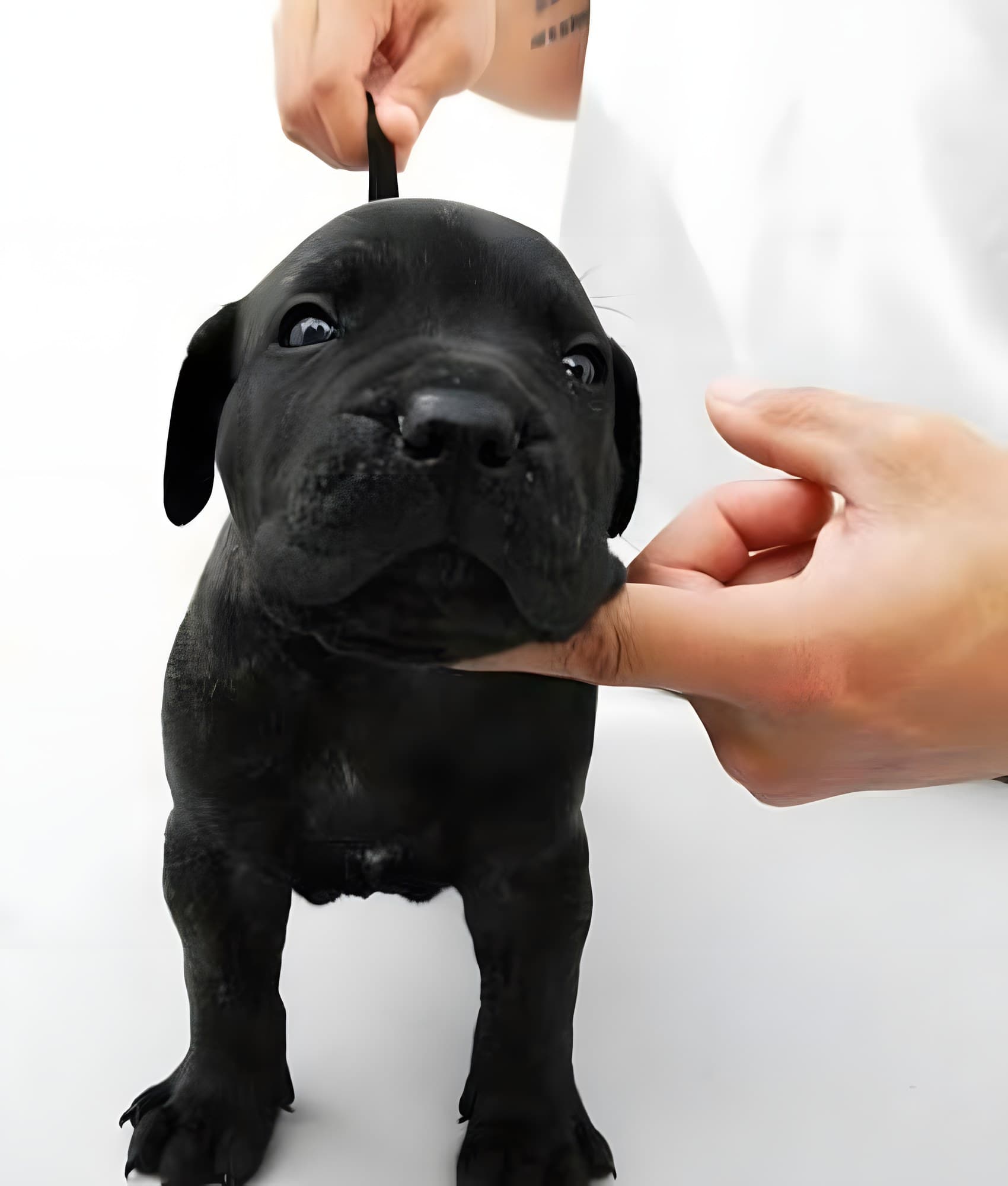 BLACK DE PEYRE KENNELS 1
