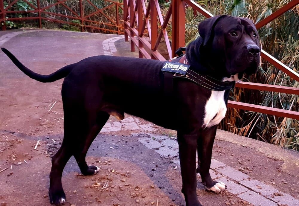 BENEHARO DE ANAGA 1