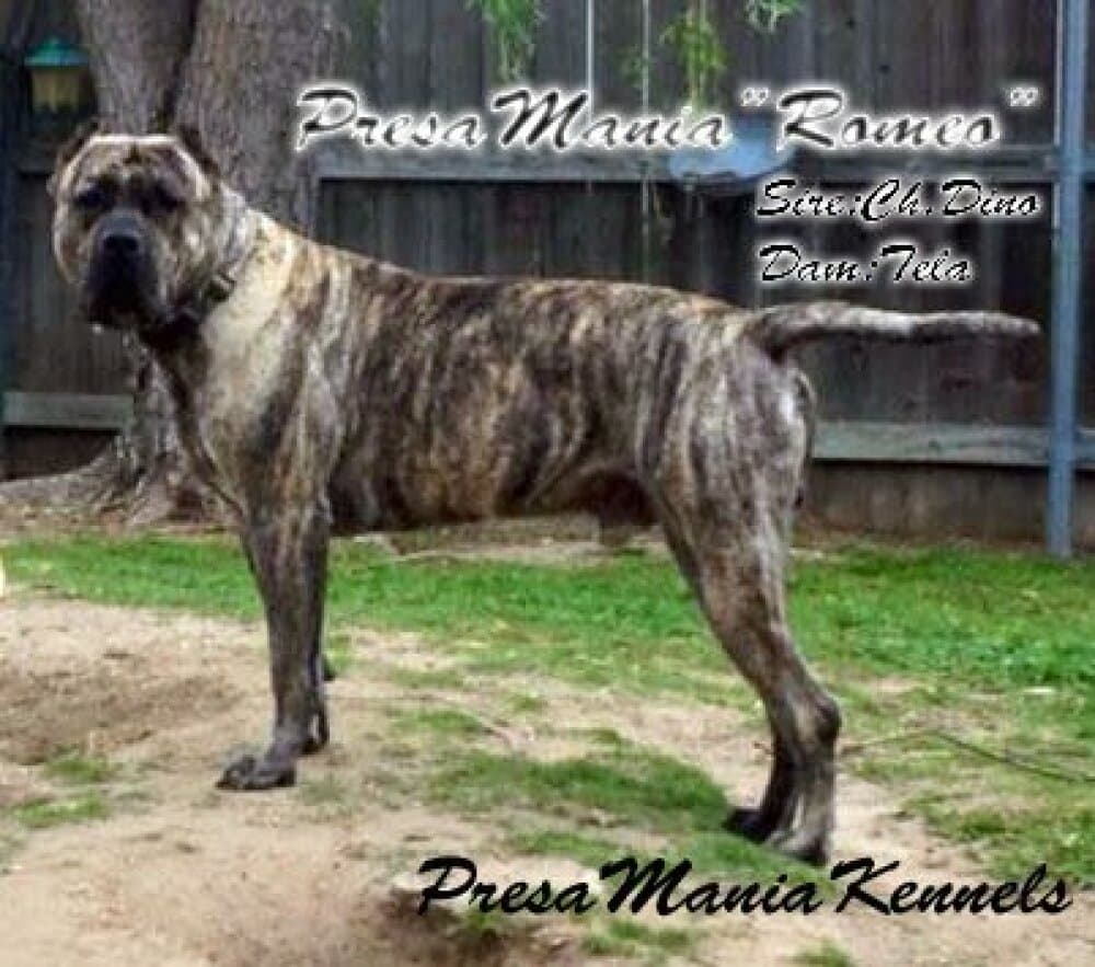 ROMEO DE PRESA MANIA 1