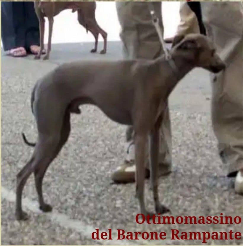 Ottimomassimo Del Barone Rampante 1