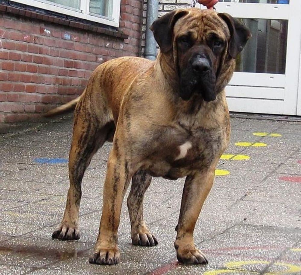 URKAN DE BARNACAN BULL (TYSON) 1