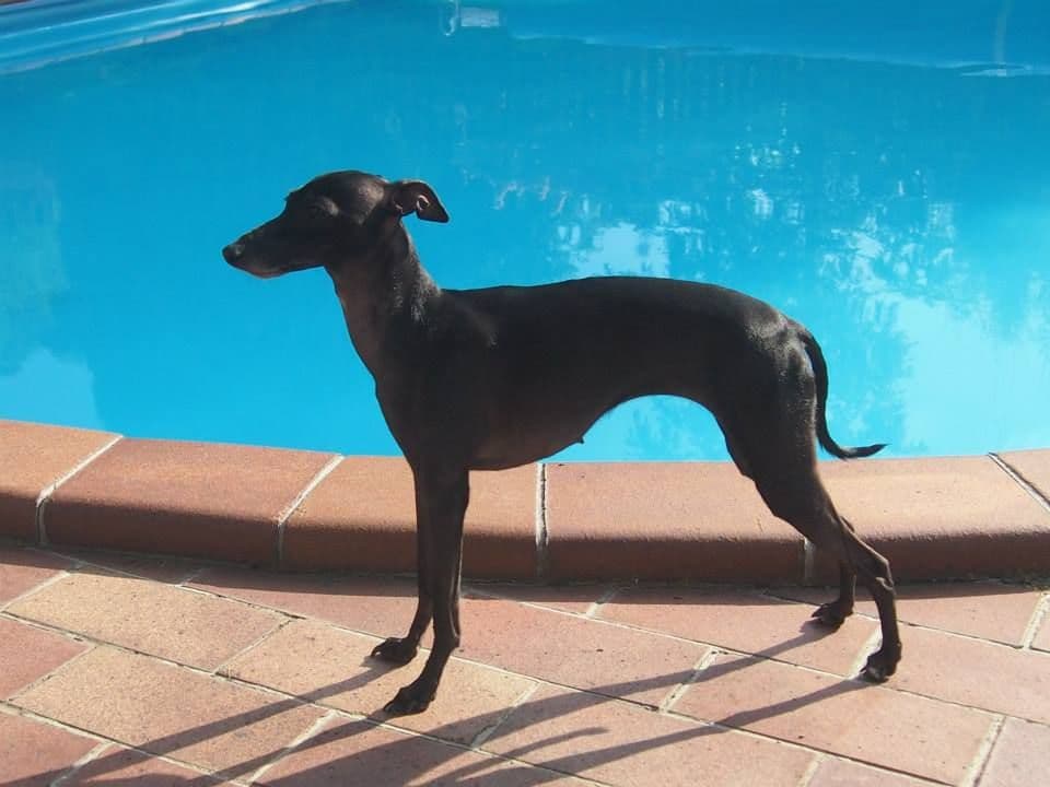 Gerri Genesiss Rozarka