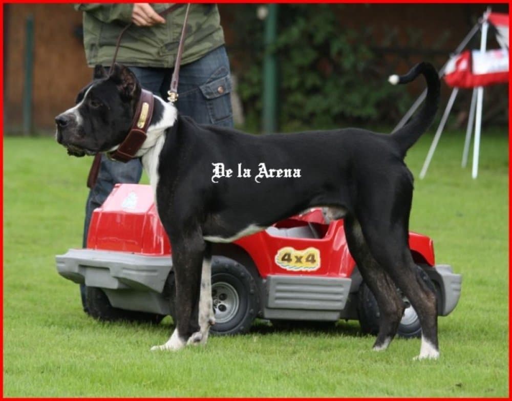 ZORRO DE LA ARENA